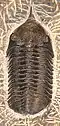 Megistaspis sp.