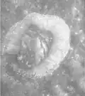 Apollo 15 image of Meitner C