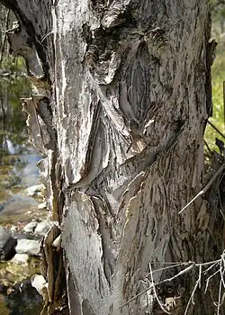 Bark