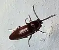 Melanotus fusciceps, Ukraine
