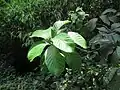 "foliage"