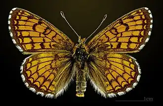 Male