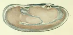 Mendes da Costa Lutraria magna