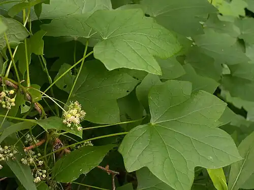 Menispermum canadense, foliage and flowers. Frick Park, Pittsburgh.