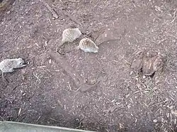 Meerkats