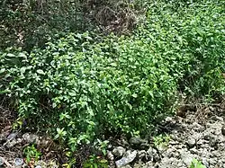 A stand of the plant growing in a thicket, about 3 feet tall and 10 feet by 5 feet on the ground, with prominent masses of yellow-green bud-like things emerging on light green stalks from the leaves