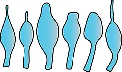 Cheilocystidia