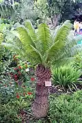 Plant