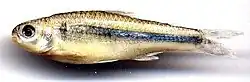 A Microgenys Minuta