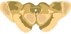Cross-section of the midbrain at the level of the superior colliculus