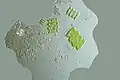 Scenedesmaceae under a light microscope