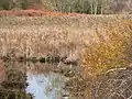Great Blue Heron in a marsh