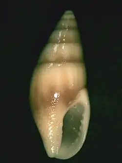 Mitrella austrina