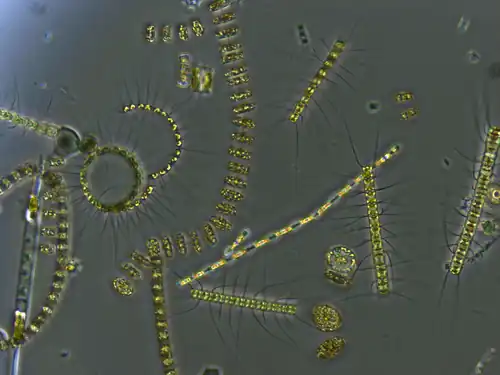 Phytoplankton