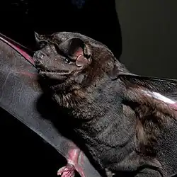 Black bat