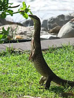 V. p. panoptes "tripod" stance, in Darwin (NT).