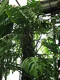 Monstera sp. aff. lechleriana 'Esqueleto'