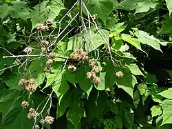 Gone to seed