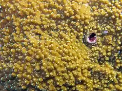 Polyps of Montipora aequituberculata