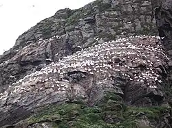 Morus bassanus on Gjesvaerstappan