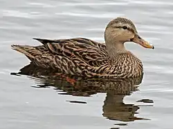 Female - Florida