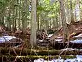 Giant Cedars Boardwalk Trail
