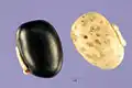 Seeds of different colors
