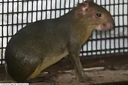 Brown and gray agouti