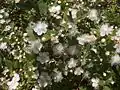 Myrtus communis (Myrtaceae)