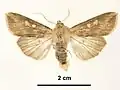 Male, dorsal view