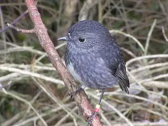 Standing perfectly still on a perch awaiting prey.