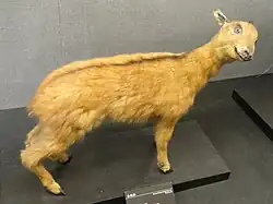 Stuffed brown bovid