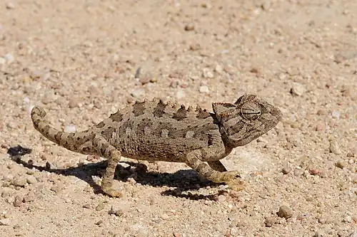 Image 18 Namaqua chameleon Photograph: Hans Stieglitz The Namaqua chameleon is a lizard found in the western desert regions of Namibia, South Africa, and southern Angola. This species, which can reach 25 centimetres (9.8&nbsp;in) in length, is common in the Namib Desert. It has evolved several adaptations which allow it to thrive in hot and arid areas, such as the ability to change color to control temperature. More selected pictures