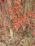 A cultivar in South Korea