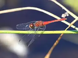 Side view of male