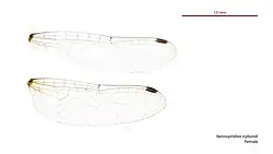 Female wings