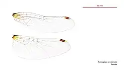 Female wings