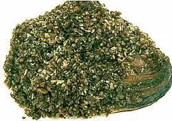 Native Great Lakes mussel coated with zebra mussels