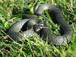 Culebra de collar
