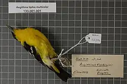Aegithina tiphia multicolor (Gmelin, 1789), male