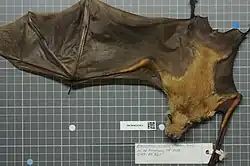 Brown bat