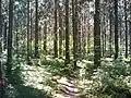 Forest of Varissuo