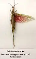 Truxalis conspurcata