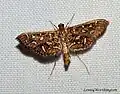 Nausinoe geometralis