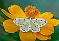 Imago