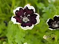Nemophila menziesii 'Penny Black', Rancho Santa Ana Botanic Garden