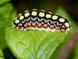 Caterpillar