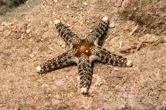 Neoferdina cumingi