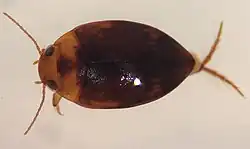 Neoporus dilatatus