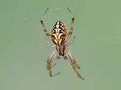 Male dorsal